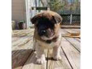 Akita Puppy for sale in Carthage, NC, USA