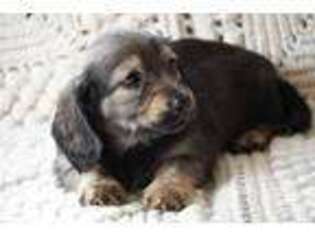 Dachshund Puppy for sale in New Ross, IN, USA