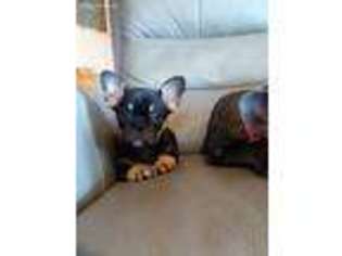 French Bulldog Puppy for sale in Deerbrook, WI, USA