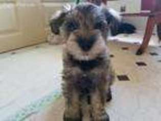 Mutt Puppy for sale in Meriden, CT, USA