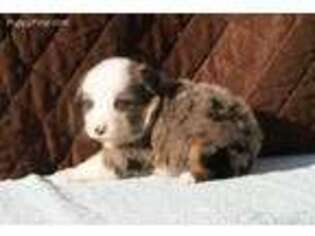 Australian Shepherd Puppy for sale in Jefferson City, TN, USA