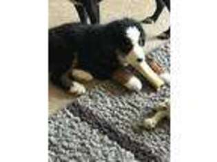 Bernese Mountain Dog Puppy for sale in South Beach, OR, USA