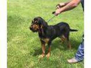 Bloodhound Puppy for sale in Jacksonville, IL, USA