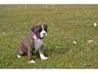 Boxer Puppy for sale in Goshen, IN, USA