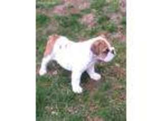 Bulldog Puppy for sale in Stephens City, VA, USA
