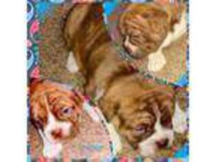 Olde English Bulldogge Puppy for sale in New Washington, OH, USA