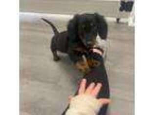 Dachshund Puppy for sale in Jacksonville, NC, USA