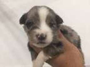 Miniature Australian Shepherd Puppy for sale in Olympia, WA, USA
