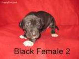 Great Dane Puppy for sale in Archbold, OH, USA