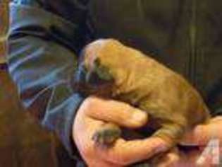 Mastiff Puppy for sale in RIVESVILLE, WV, USA