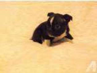 Boston Terrier Puppy for sale in SELIGMAN, MO, USA