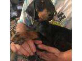 Doberman Pinscher Puppy for sale in Honesdale, PA, USA