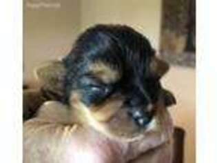 Yorkshire Terrier Puppy for sale in Seymour, IN, USA