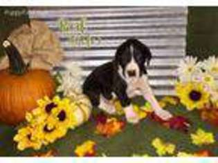 Great Dane Puppy for sale in Borger, TX, USA