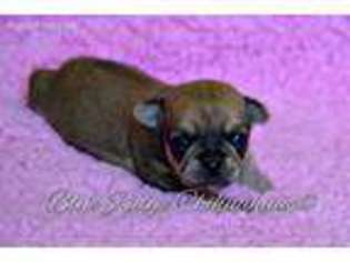 Chihuahua Puppy for sale in Shawsville, VA, USA