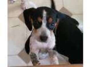 Beagle Puppy for sale in Sarasota, FL, USA