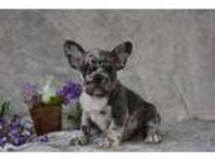 French Bulldog Puppy for sale in Middleburg, PA, USA