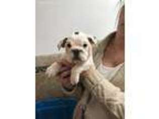 Olde English Bulldogge Puppy for sale in Rockwood, PA, USA