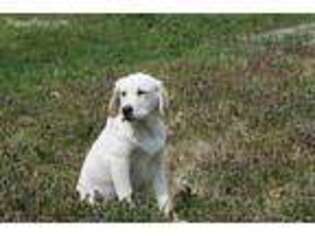 Labrador Retriever Puppy for sale in Nashville, TN, USA