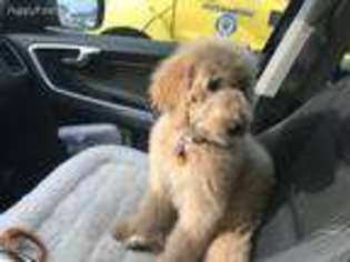 Goldendoodle Puppy for sale in Jamestown, NC, USA