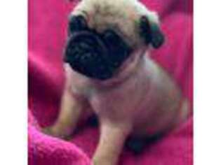 Pug Puppy for sale in Arab, AL, USA