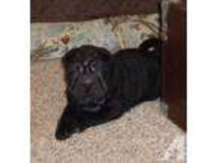 Mutt Puppy for sale in CADIZ, KY, USA