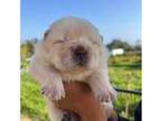 Chow Chow Puppy for sale in Castroville, CA, USA