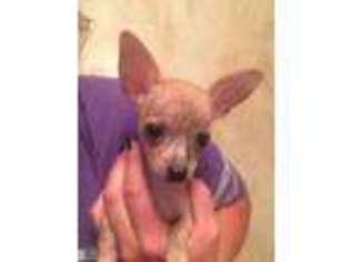 Chihuahua Puppy for sale in Sylvia, KS, USA