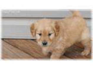 Golden Retriever Puppy for sale in Wonewoc, WI, USA