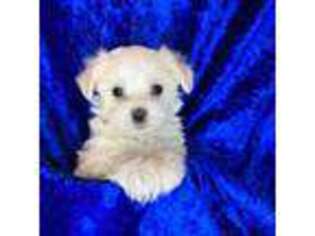 Maltese Puppy for sale in Bogata, TX, USA