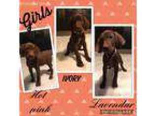 German Shorthaired Pointer Puppy for sale in Bangs, TX, USA