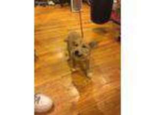 Shiba Inu Puppy for sale in Huntington Station, NY, USA