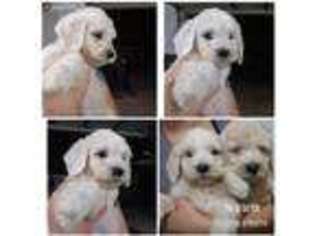 Goldendoodle Puppy for sale in Raeford, NC, USA