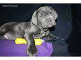 Neapolitan Mastiff Puppy for sale in Crossville, TN, USA