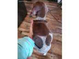 German Shorthaired Pointer Puppy for sale in Grantville, GA, USA