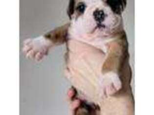 Bulldog Puppy for sale in Farmington, MO, USA