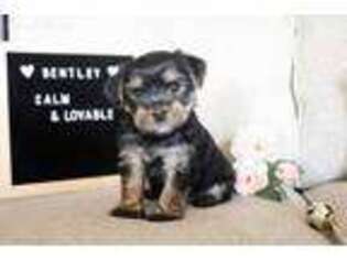 Yorkshire Terrier Puppy for sale in Middleburg, PA, USA