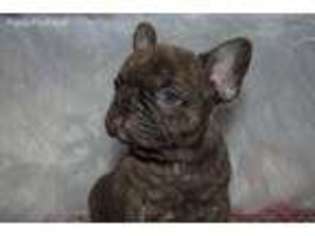 French Bulldog Puppy for sale in Inglewood, CA, USA