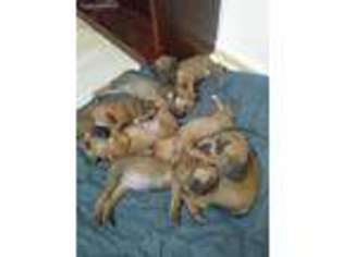 Rhodesian Ridgeback Puppy for sale in Lakewood, WA, USA