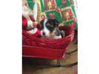 Yorkshire Terrier Puppy for sale in Cedartown, GA, USA