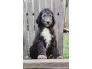 Labradoodle Puppy for sale in Sweetwater, TN, USA