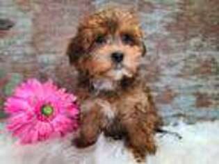 Poovanese Puppy for sale in Boyden, IA, USA
