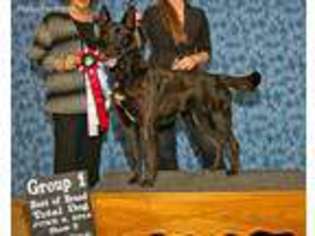Dutch Shepherd Dog Puppy for sale in Medicine Lodge, KS, USA