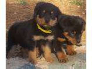 Rottweiler Puppy for sale in Grass Valley, CA, USA