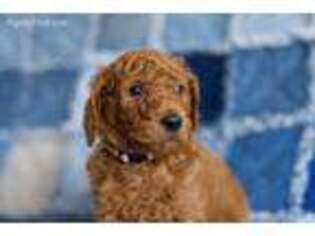 Mutt Puppy for sale in Paoli, IN, USA