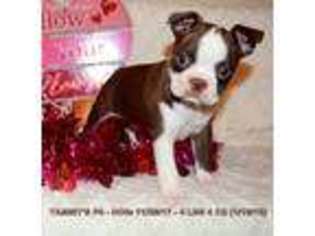 Boston Terrier Puppy for sale in Clifton Hill, MO, USA