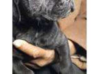 Cane Corso Puppy for sale in Voorhees, NJ, USA