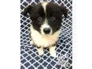 Australian Shepherd Puppy for sale in Petal, MS, USA
