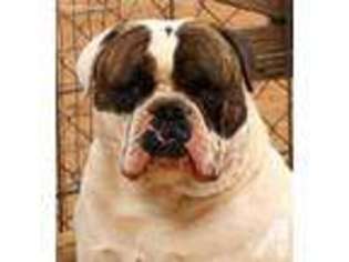 American Bulldog Puppy for sale in LUBBOCK, TX, USA