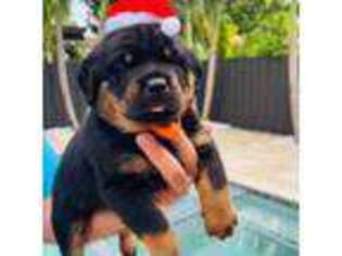 Rottweiler Puppy for sale in Hialeah, FL, USA